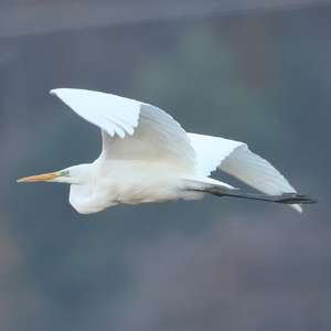 Great Egret