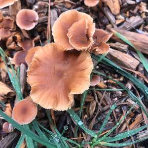 Breitschuppiger Waldchampignon