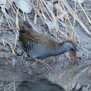 Water Rail