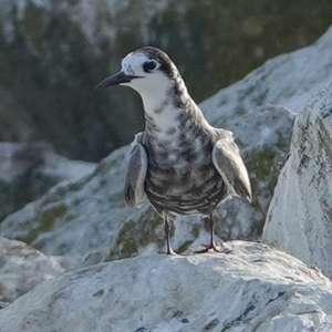 Black Tern