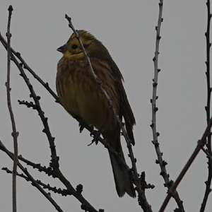 Yellowhammer
