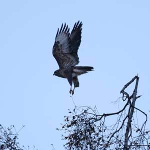 Common Buzzard