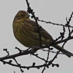 Yellowhammer