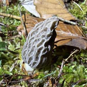 Black Morel