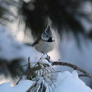 Crested Tit
