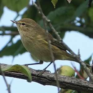 Common Chiffchaff