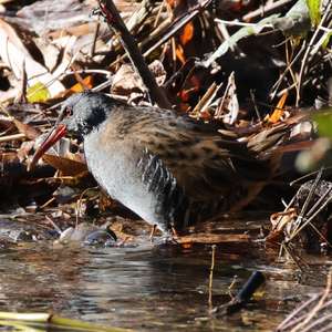 Water Rail