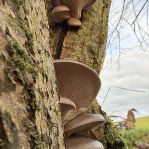 Oyster Mushroom