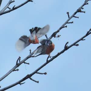Eurasian Bullfinch