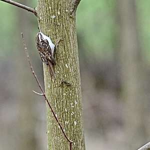Short-toed Treecreeper