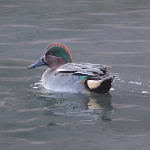 Common Teal