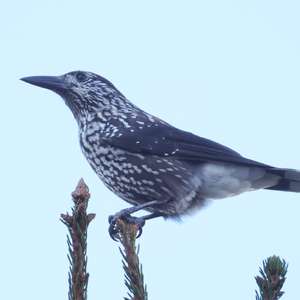 Spotted Nutcracker