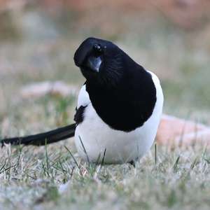 Black-billed Magpie