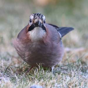 Eurasian Jay