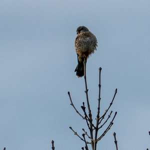 Common Kestrel