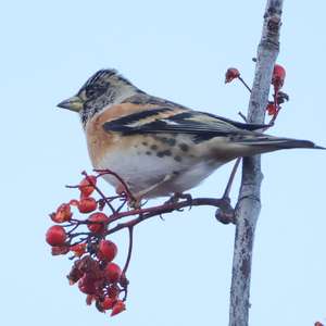 Brambling