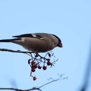 Eurasian Bullfinch