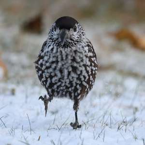 Spotted Nutcracker