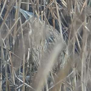Great Bittern