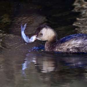 Little Grebe
