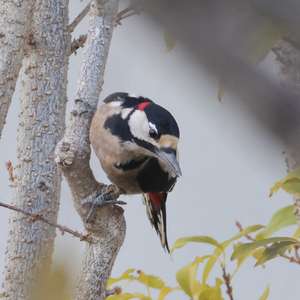 Great Spotted Woodpecker
