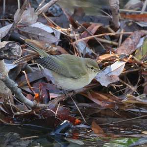 Common Chiffchaff