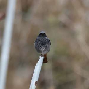 Black Redstart