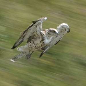 Short-toed Snake-eagle