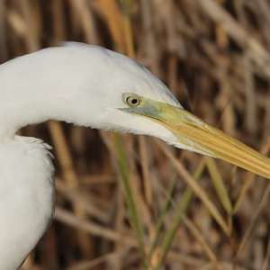 Great Egret