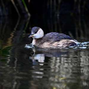 Little Grebe