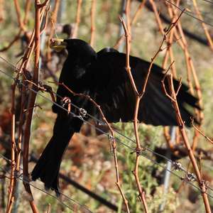 Yellow-billed Chough