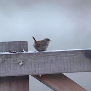 Winter Wren