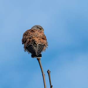 Common Kestrel