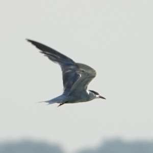 Common Tern