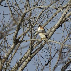 Red-tailed Hawk