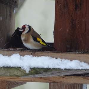 European Goldfinch