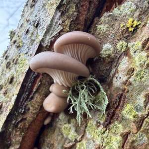 Oyster Mushroom