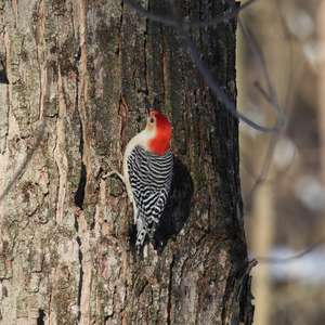 Red-bellied Woodpecker