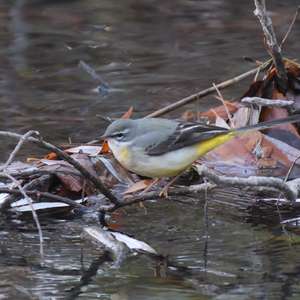 Grey Wagtail
