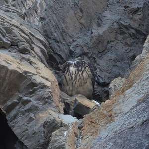 Eurasian Eagle-owl