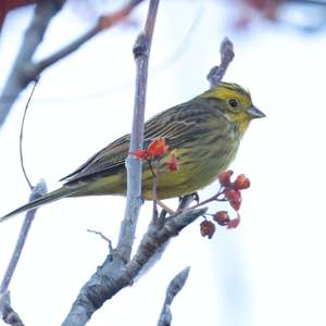 Yellowhammer