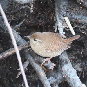 Winter Wren