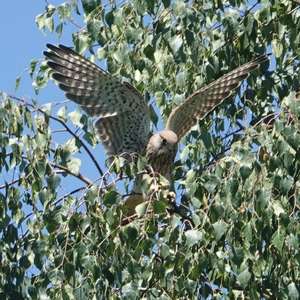 Common Kestrel