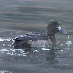 Tufted Duck