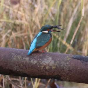 Common Kingfisher