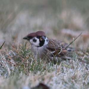 Eurasian Tree Sparrow