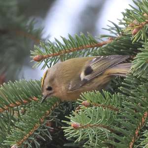 Goldcrest