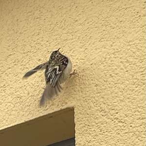 Eurasian Treecreeper