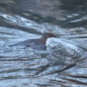 White-throated Dipper