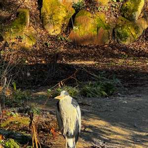 Grey Heron